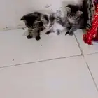قطط