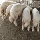 رخال تم البيع
