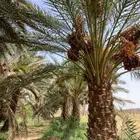 صيف نخل برني مبروم