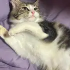 قطه