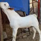 مشاريع فحول