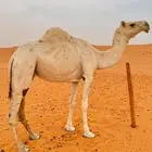 ناقه حايل كفو طيبه صغيرت سن