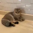 سكوتش فولد قولد