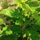 تين براون الاحمر ( العبيد )