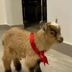 ماعز قزم للبيع