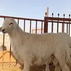 حريات ونعيم وتيوس ذبايح