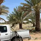 تمور رطب للبيع