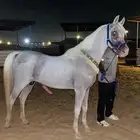 حصان شعبي قطعه فاخره