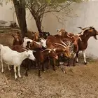 وادي قنونا