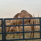 قعود عمره من سنة ونص ويوجد مقطع انتاج عندي