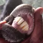 عنز عارضيه