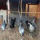 دجاج فيوم للبيع