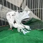 حمام رقاص فناتيل