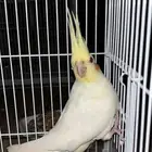 ذكر كروان
