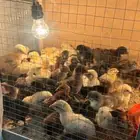 صوص دجاج بلدي