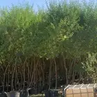 يوجد لدينا جميع أنواع الأشجار