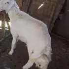 طلي حري فل شحم للبيع