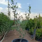 شتلات زيتون بأسعار جمله