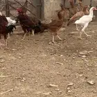 دجاج باكستاني فاخر ( تم البيع )