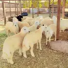خرفان حريات خدمة سلخ و توصيل