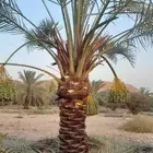 نخل فاخر البيع