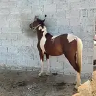 حصان بوني