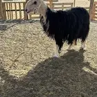 شياة دفيع للبيع