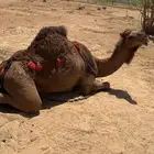 ناقه ساحليه للبيع