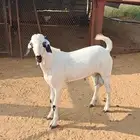 مشروع فحل بيشي