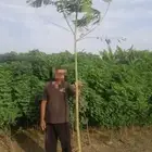 توريد شتلات واشجار للمشاريع