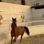 مهر واهو شيخ