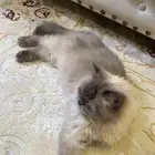 قطه للتبني