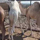 حشو العمر 10 شهور