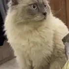 قط مفقود حي تنال