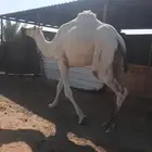 ضروبة ثنية