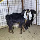 معزا دفيع للقناي