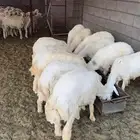 طليان ورخال حري