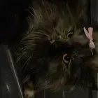 قطه شيرازي لطيفه للتبني