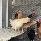 دجاج للبيع