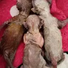 قطط لتبني