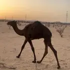 حيران على حليب ا
