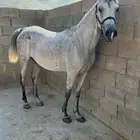 فرس واهو