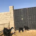 عنز والد معها ثنين