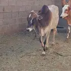 حسيل شركه بلدي الوزن فوق 100