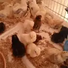 صوص دجاج فيومي