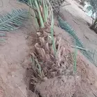 نخيل منتج للبيع فاخر يوجد توصيل