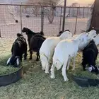 تيوس وطليان طيبات للبيع