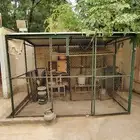 للبيع شبوك نظيفه