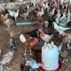 لبيع دجاج بلدي العمر ثلاث شهور وعشر ايام العدد 150 جوز