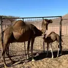 خلفه حمراء للبيع